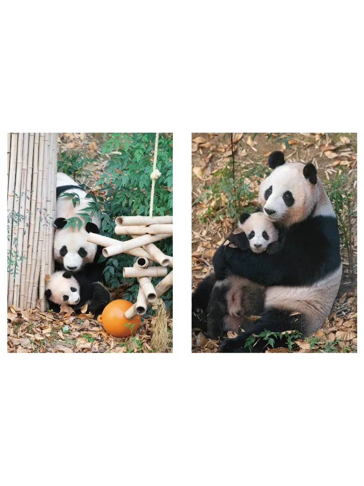 كتاب-Winshare Fubao الكورية أيبو الجنة، (الكورية) جيانغ zheyuan، (الكورية) ليو tingxun #4