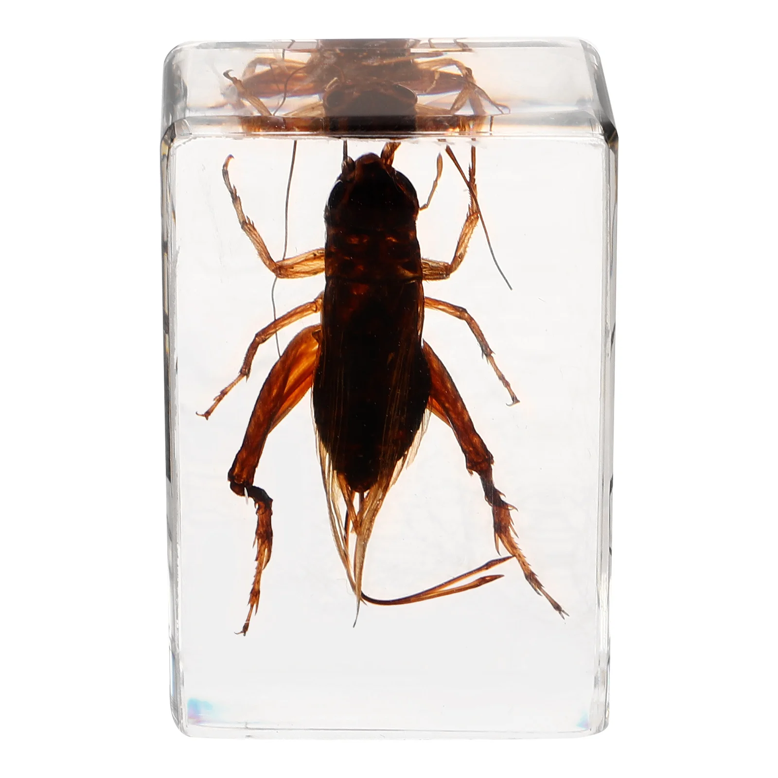 

Resin Cricket Decoration Durable Lightweight Portable Collection Eye-Catching Home Decor Creative Gift Educational Tool Specimen