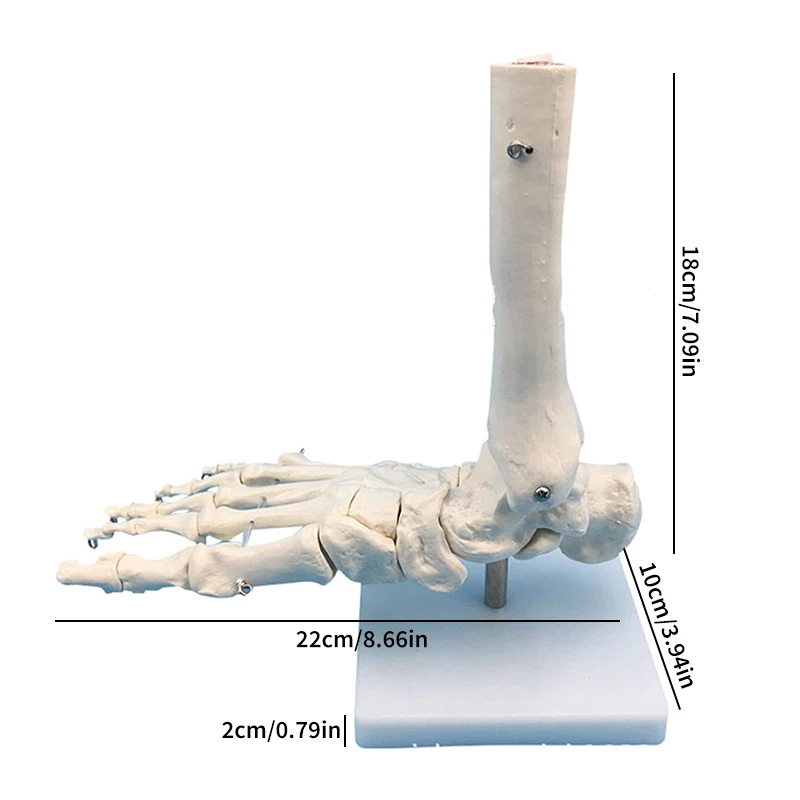 Human Joint Model Hand Foot Joint Bone Model Hingh Quality Pvc Statues Medical Teaching Supplies Art Painting Props