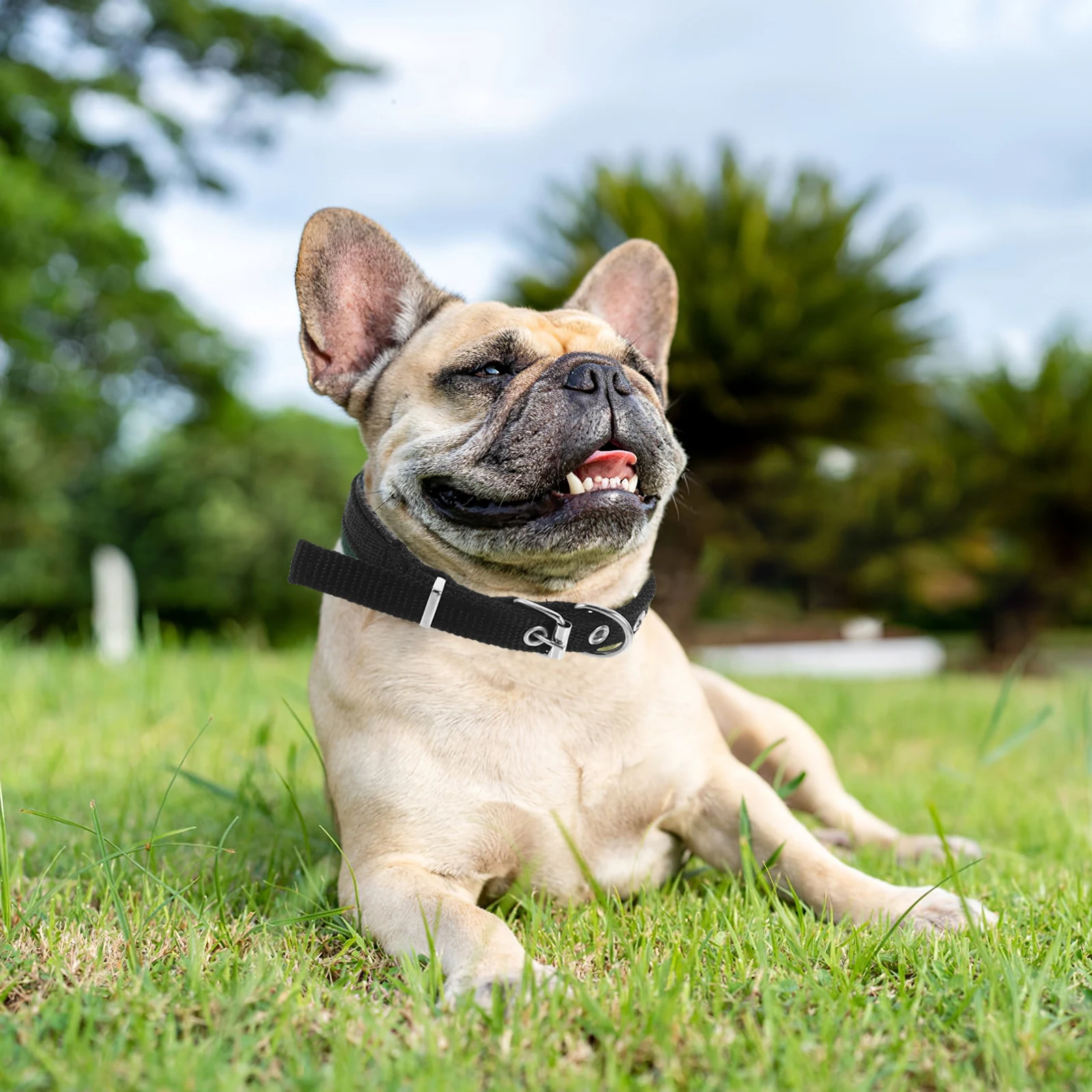 

Pet Collar Cat Neck Decor Alloy Adjustable for Belt Buckle Collars Dog Decorative