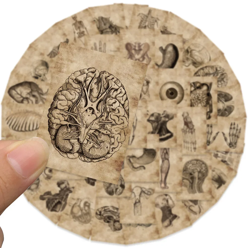 10/56pcs Vintage Human Organ Medical Anatomy Stickers Body Structure Decals Laptop Luggage Phone Graffiti Waterproof Stickers