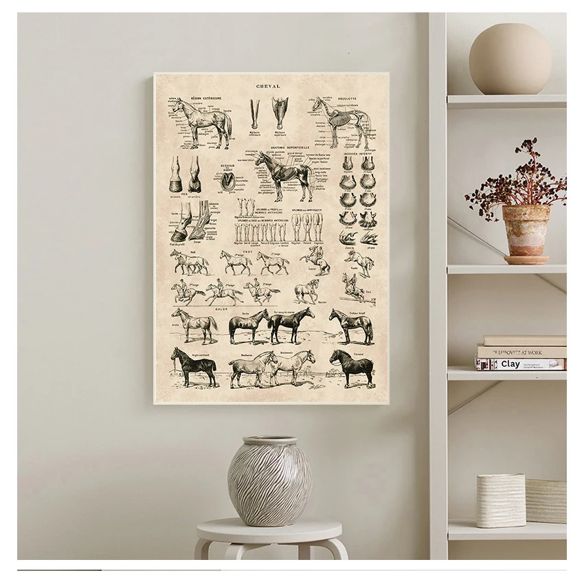 Prints Biology Wall Art Decor , Horse Illustration Animal Poster Canvas Painting Office Decor Vintage French Horse Anatomy Chart