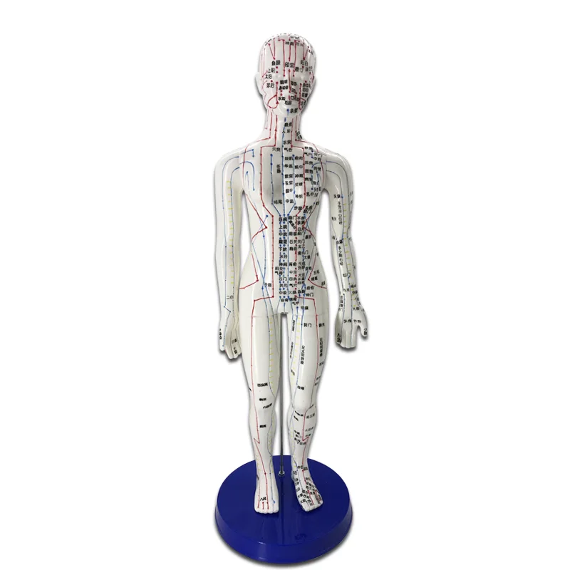 1Pc Meridian Model Human Acupuncture Meridian Points Model Male and Female Acupoint Model Medical Education Teaching Appliances