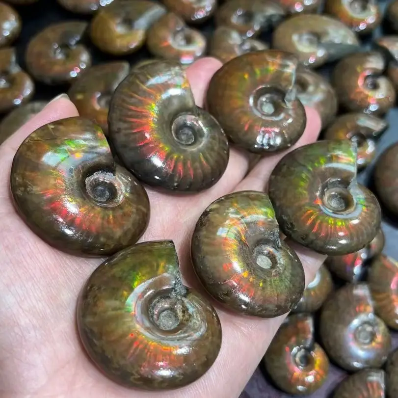 20pcs NATURAL CRYSTAL CARVING COLORFUL SNAIL AMMONITE MINERAL FROM MOROCCO . MULTI-COLOR FIRE