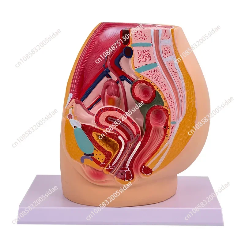 Sagittal Pelvic Anatomy Model Male And Female Male Reproductive Organ Reproductive System Uterus Medical Teaching Model