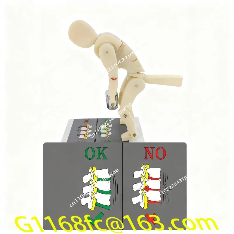 High Quality Human Body Bending, Weightlifting, Spinal Force Demonstration Model, Correct Posture Protection