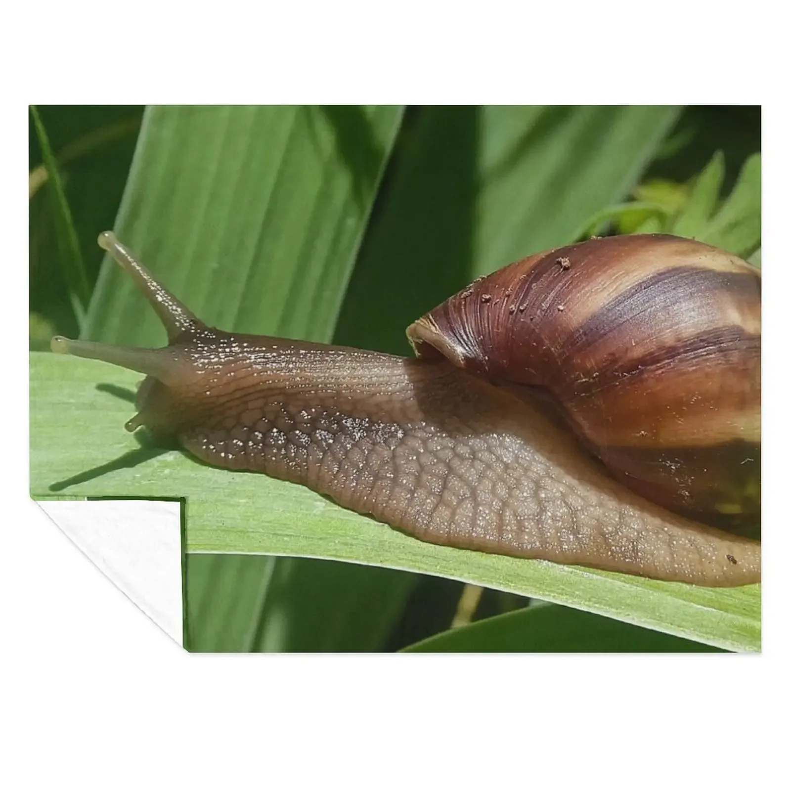 

Large Brown Snail Ahatina on Green Leaf - Funny Science Biology Gift Throw Blanket Luxury Designer Plush Quilt Soft Blankets