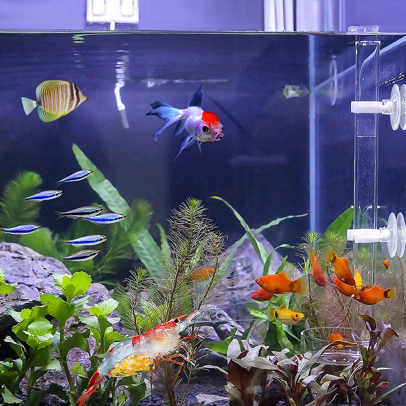 

Shrimp Feeding Tube Tray Acrylic Easy Clean Feed Residue Keep Suckers Hooks Planted Tank Dwarf Shrimp
