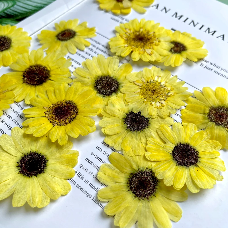 3-5cm/12pcs,natural sunflower petals embossing tiny flowers material glue dropping dry flower mobile phone case plant specimen