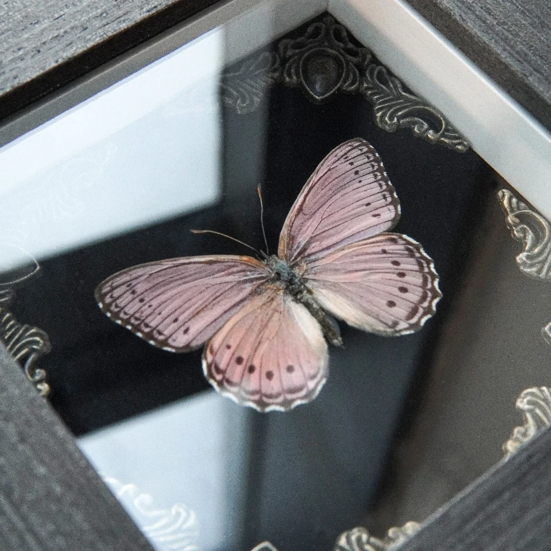 Asterope Pechueli Rare Real Butterfly Specimen Photo Frame Display Frame Desktop Ornament Gift Home Decor Statue