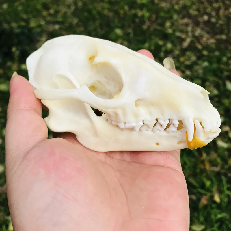 1pcs Pure Natural Taxidermy  Vulpes Raccoon  Skull Taxidermy Real Bone Skeleton Christmas Decoratio