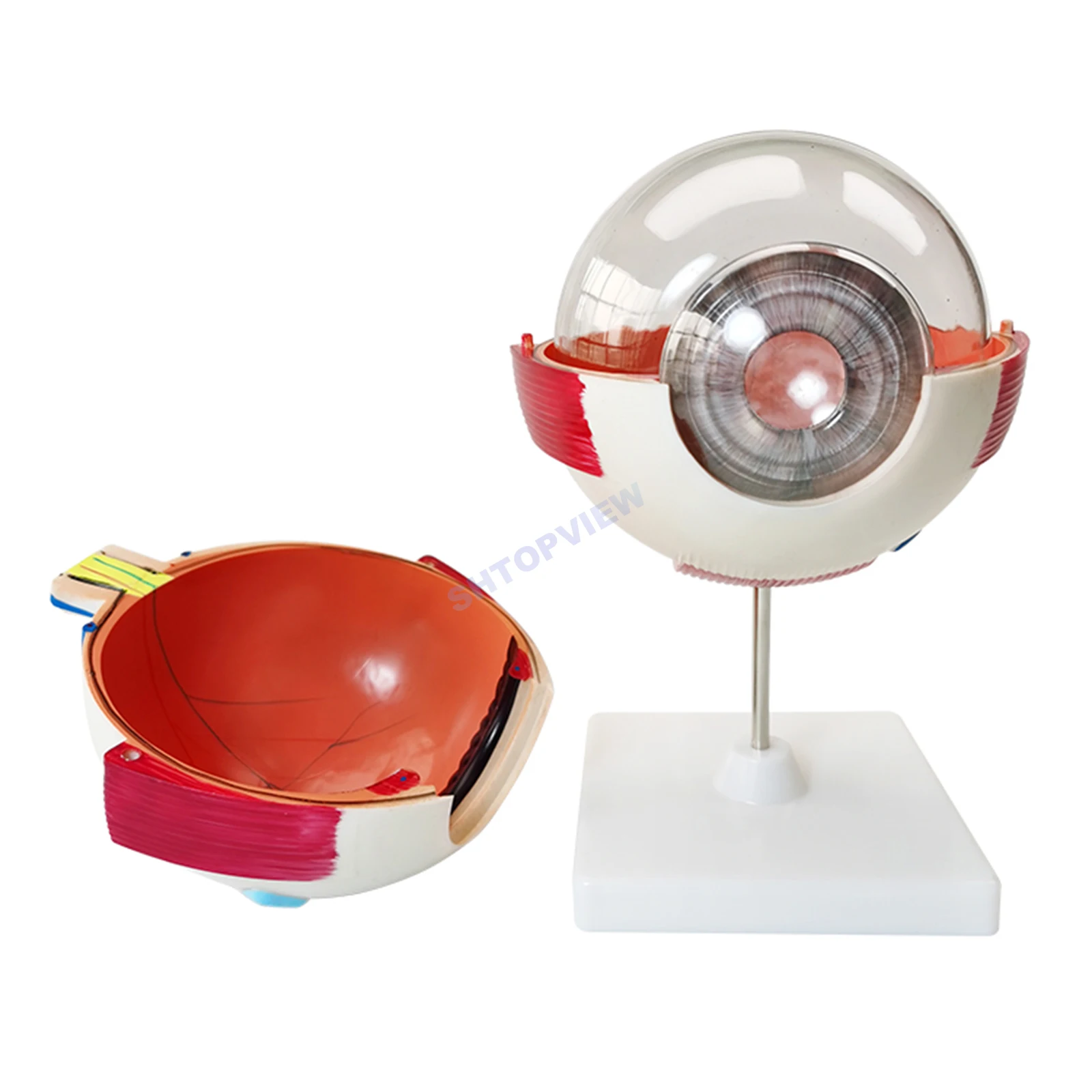 

LTB-M1 Офтальмологическая модель анатомического глазного яблока для увеличения человеческого глаза