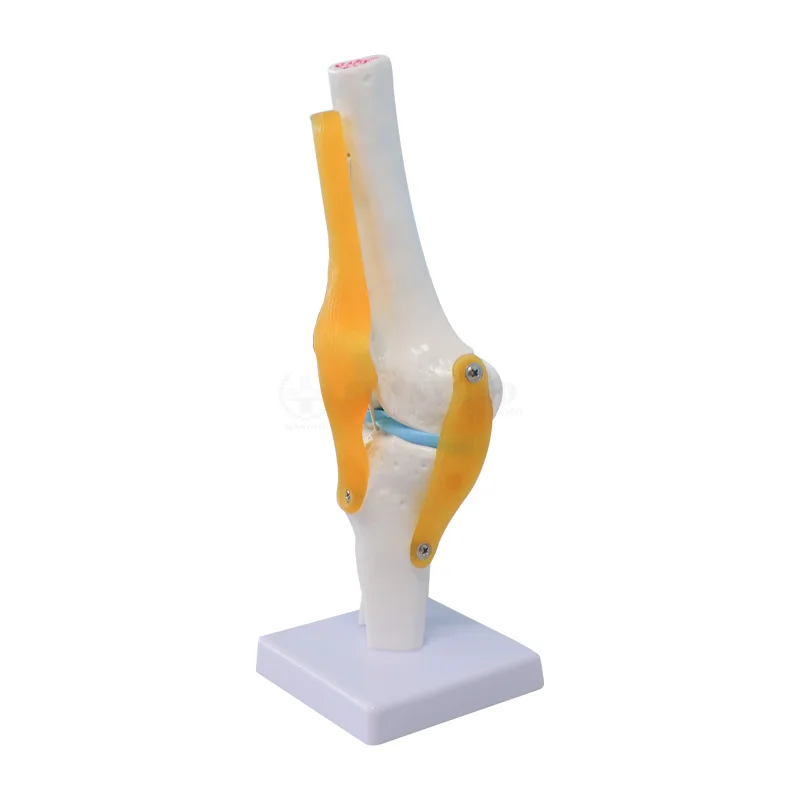 SY-N005 Medical Skeletal Model Life-size Knee Teaching Simulator Human Knee Joint Function Model Meniscus Cruciate Ligament