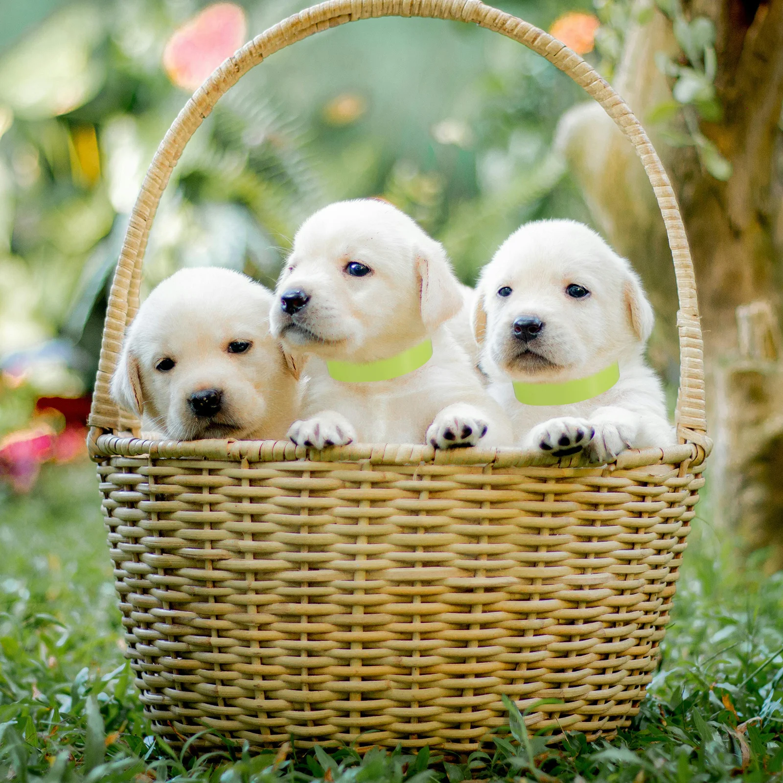 

100Pcs Puppy Id Bands Adjustable Pet Tag Collars Comfortable Newborn Litter Identification Dog Tags Cat Collars Tags