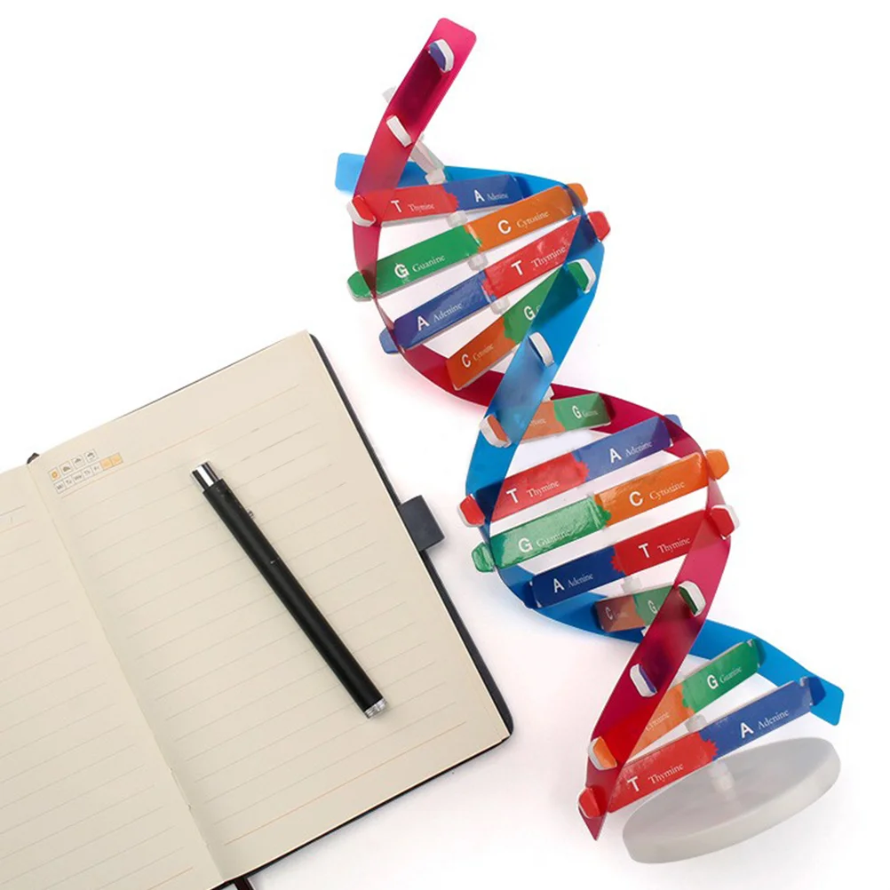 Modello Dna Science Toy Kit Helix Double Assembly sussidi didattici apprendimento bambini molecola giocattoli Scientific Classroom Reservoir