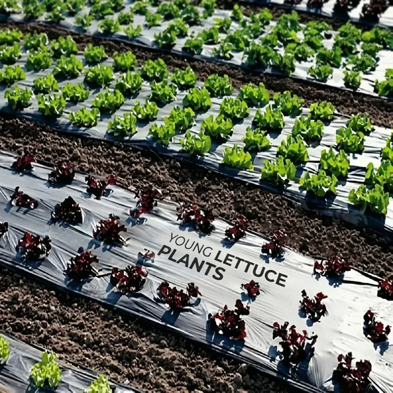 Agricultural Black Perforated Plastic Mulch Film Weed Control Thermal Insulation Grow Film Pre Punched No Drilling Needed