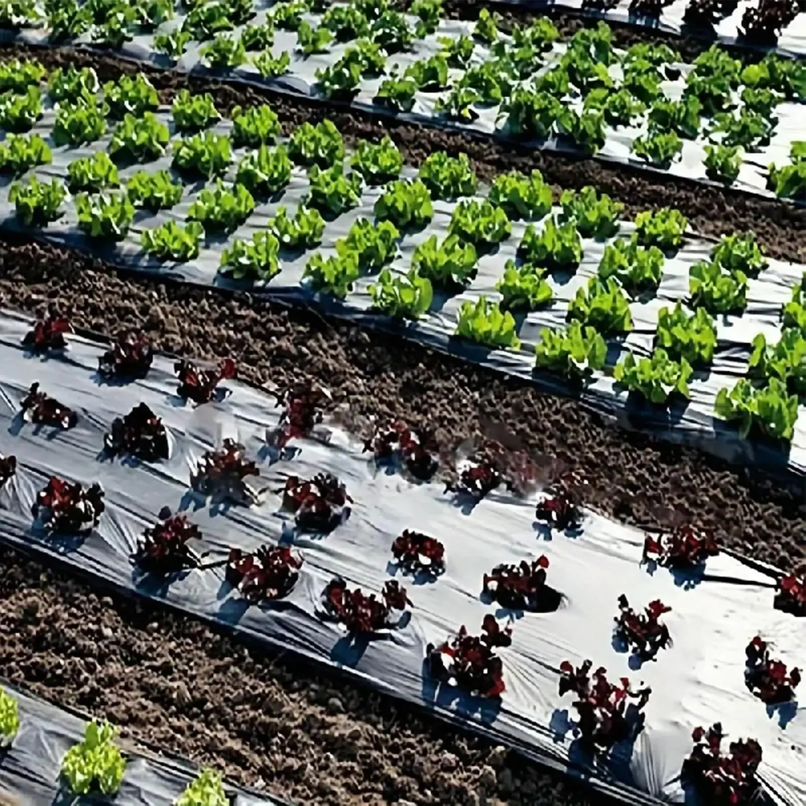 Agricultural Film 32.8x3.12ft Perforated Black Mulching Membrane Frost-Proof Plant Mulch Layer For Strawberry Vegetable Tomato