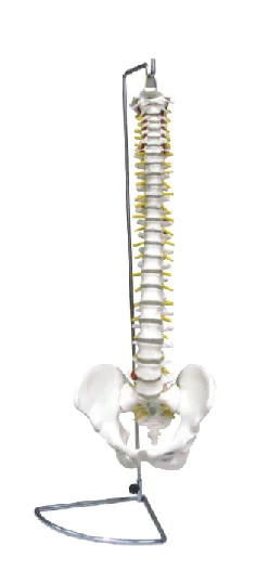 

Spine with Pelvis Model Non-bendable Medical Science Human Vertebra Anatomy Simulator Teaching Aids for Medicine College Biology