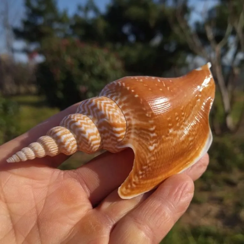 Natural Conch Shell Mirabilistrombus Listeri Specimen Snail Collection Snail Home Decoration Ornaments Ocean Decor Cowrie Shells