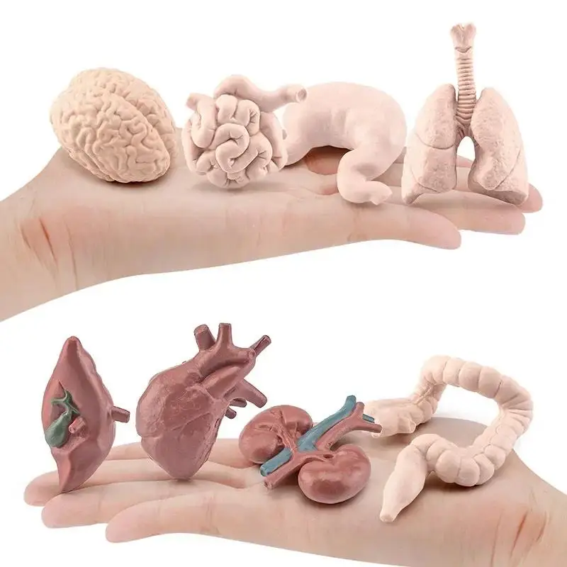 Fashion Anatomy Organs Model Education Montessori Toy Kiddie Boy Girl Collection Figurines 8PCS