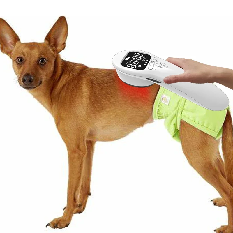 

New Physical Therapy Device Cold Laser Treats Injured Areas of Pets to Relieve Pain and Promote Recovery