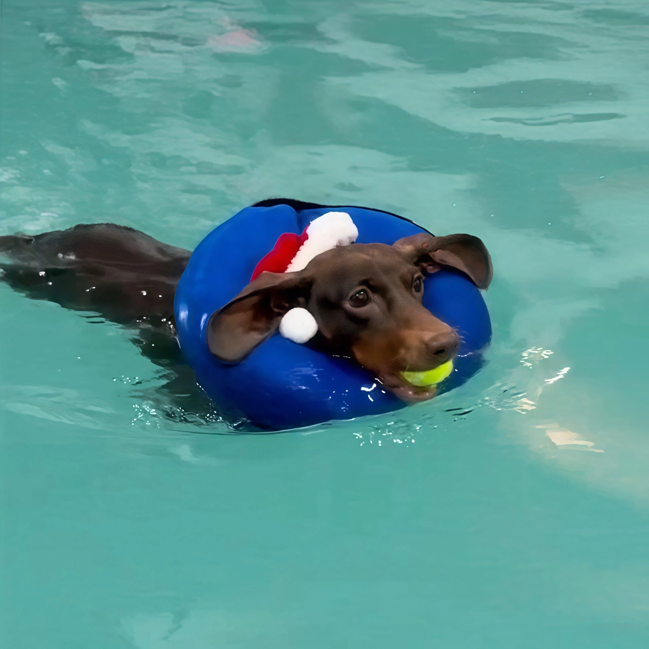 Dog Swimming Ring Pet Life Jacket Necklace Inflatable Circle Elizabethan Collar Neck Ring for Small Dogs to Swim