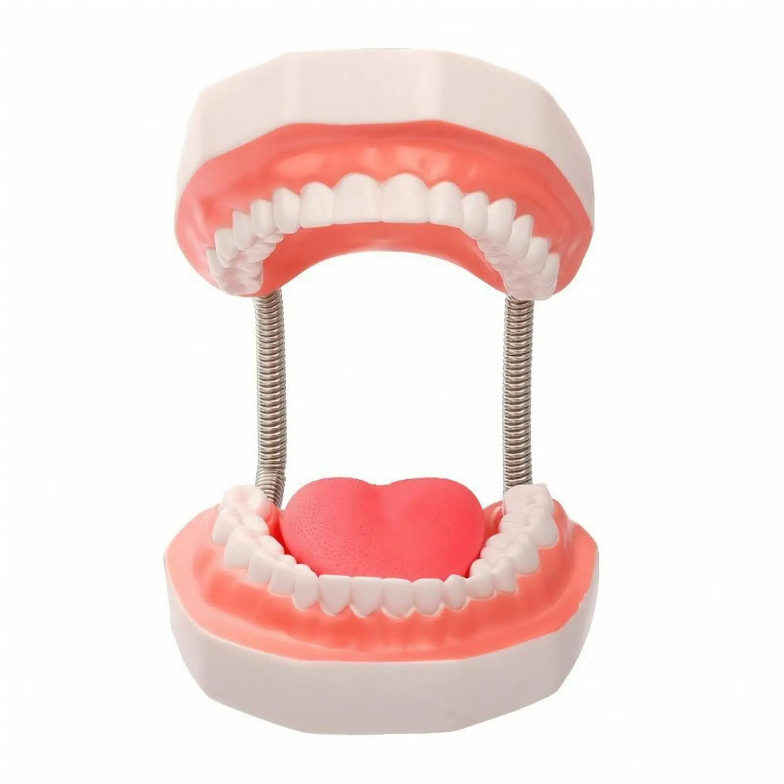 PVC Dental Teeth Mod 6x Scale Mouth Anatomy Model Removable Muscle Articulating Jaw for Classroom Instruction and Student