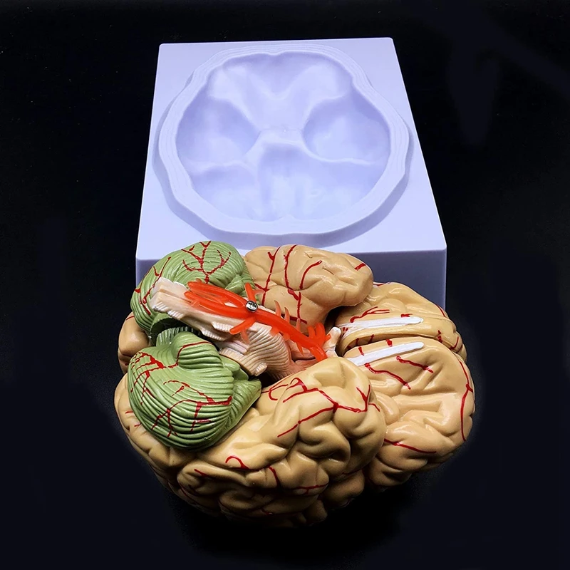 Human Brain Model, Anatomically Accurate Brain Model Life Size Human Brain Anatomy For Science Classroom Study Display