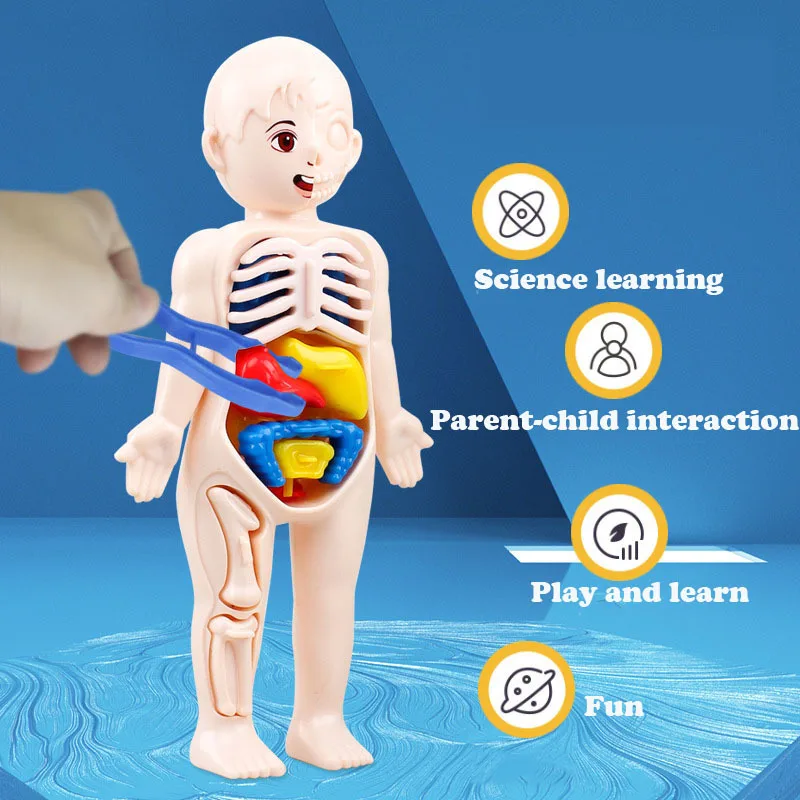 Dziecko Montessori 3D Puzzle zabawka, ludzkie ciało Model anatomiczny nauczanie edukacyjne zabawka do montażu organów, narzędzie do nauczania dla dzieci