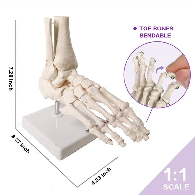 Life Size Foot Joints and bones Foot Anatomy Skeleton Human Foot and Ankle Model with shank bone Anatomical Models LearningTool