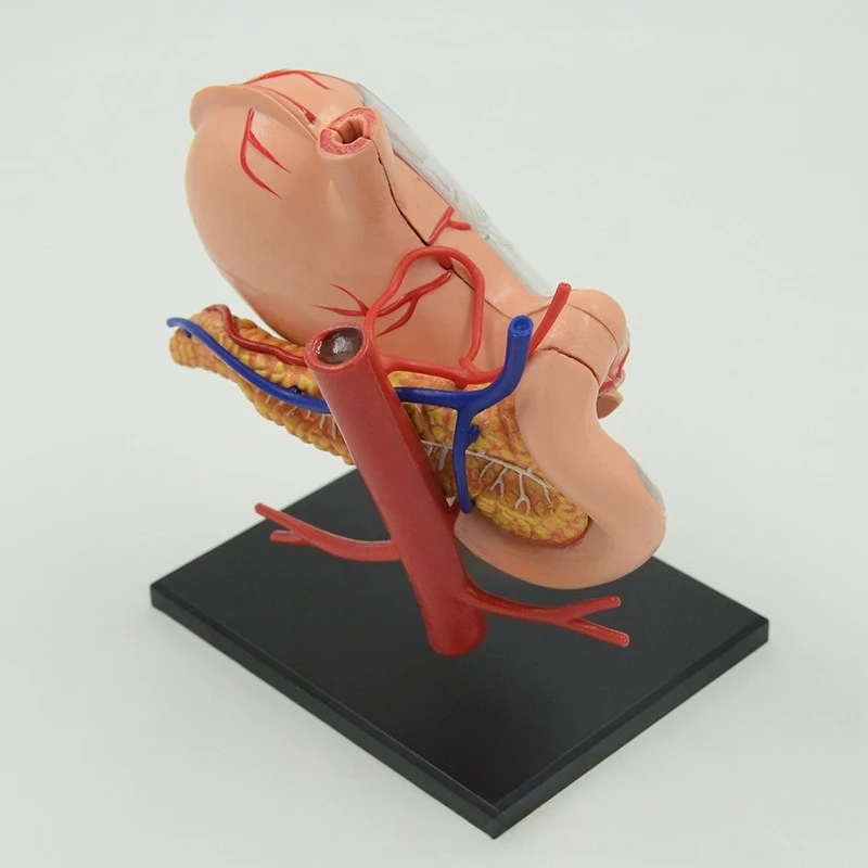 High quality hot-selling 4D stomach model digestive system organ anatomy model