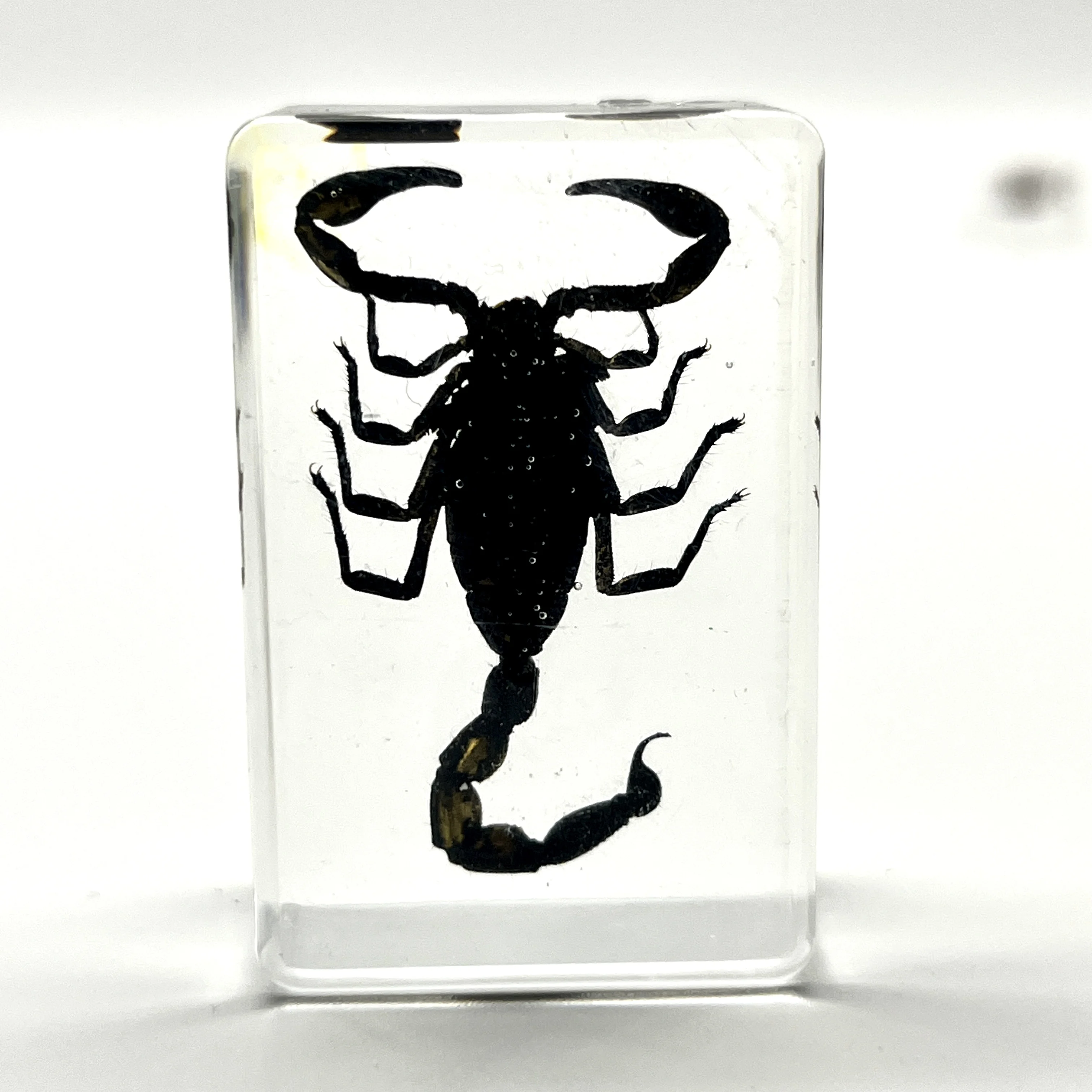 34 Style Real Insect Specimens Resin Desk Decoration Appreciation Teaching Home Decoration Children\'s Gifts Choose