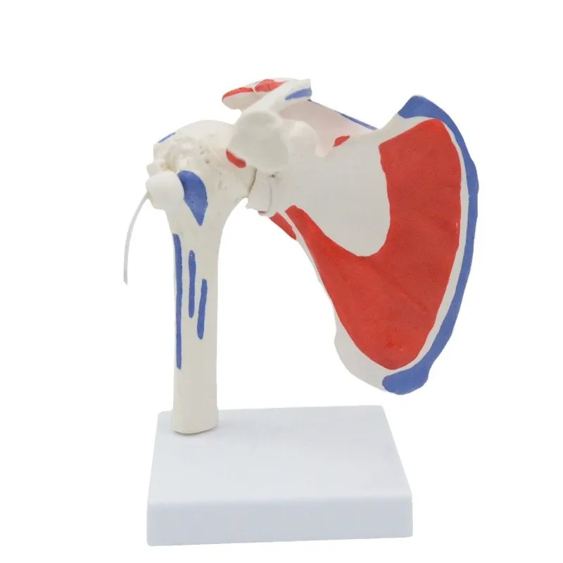 Shoulder joint model removable and flexible orthopedic teaching demonstration props with muscle start and end points