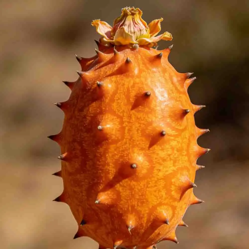 

Holybro S500 V2 Development Kit Pixhawk 6C Flight Controller with 915MHZ 433MHZ SiK Telemetry Radio V3 / ARF Kit Accesorios RC