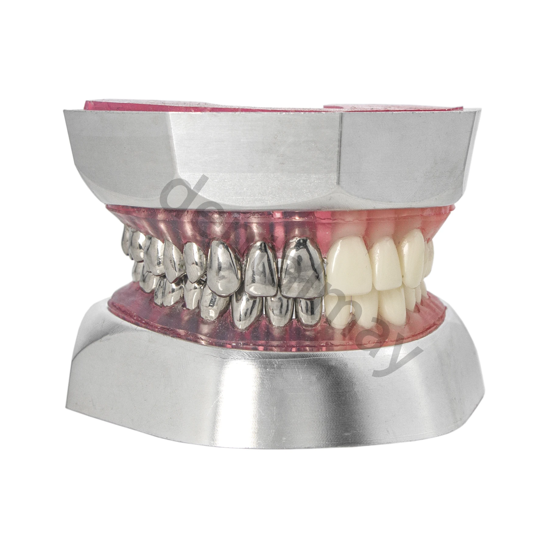 Dental Typodont Preparation Model Demo 2 Types of Teeth 32PCS Detachable Teeth Half Stainless Steel Teeth M8028