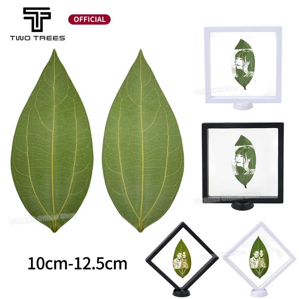 Natural Plant Dried Green Leaves Specimen Pressed Leaf DIY Mark Portrait Motifs Transparent Box For Laser Engraver Machine Parts