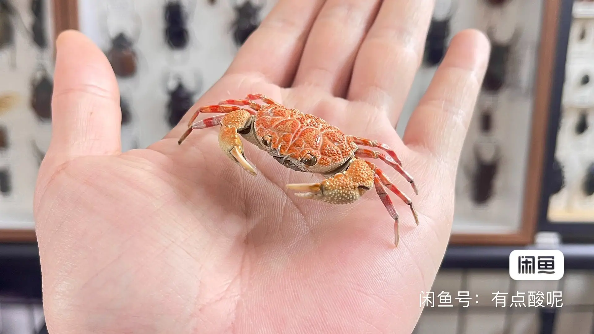 Demania rotundata Real Crab Specimen Small Size Special Handicrafts Collectors Home Decor Ornament Desk Decoration Customized