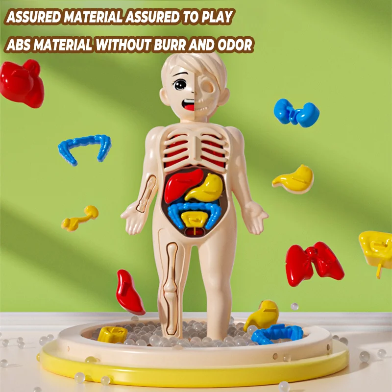 Bambini Biologia Scienza Montessori Giocattoli Corpo umano Organo Anatomia Modello Assemblaggio fai da te Giocattolo medico Studente Apprendimento Strumento educativo