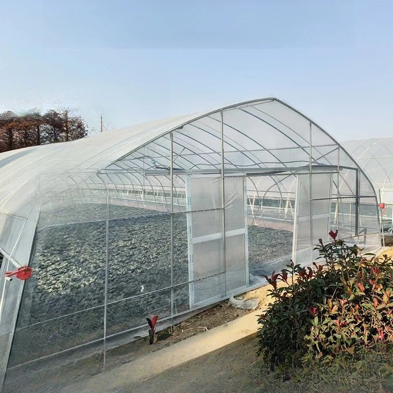 2025년 단일 경간 온실, 아치형 온실, 항온 필름 덮개 식물 재배 농업용 온실