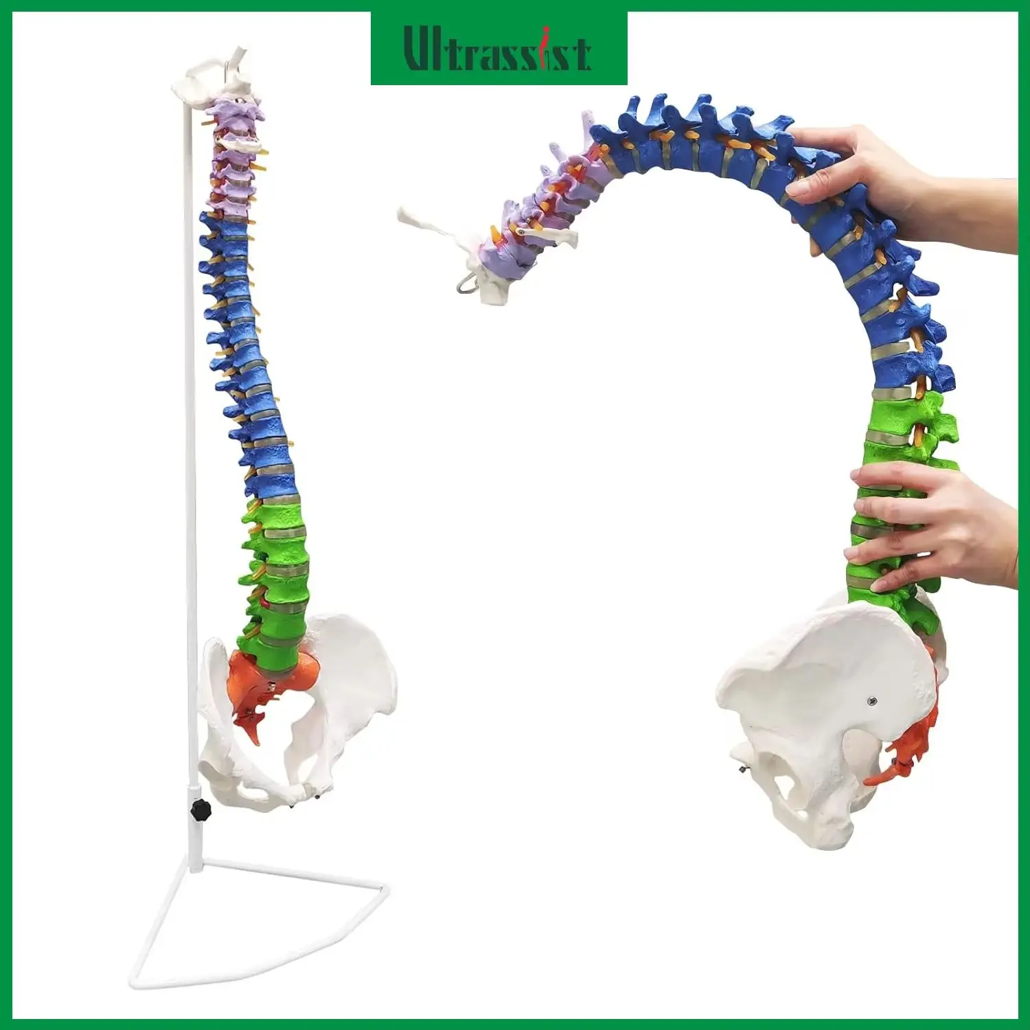 ultrassist-human-spine-model-34-flexible-spinal-cord-hyoid-bone-herniated-disk-nerves-arteries-vertebrae-for-medical-education