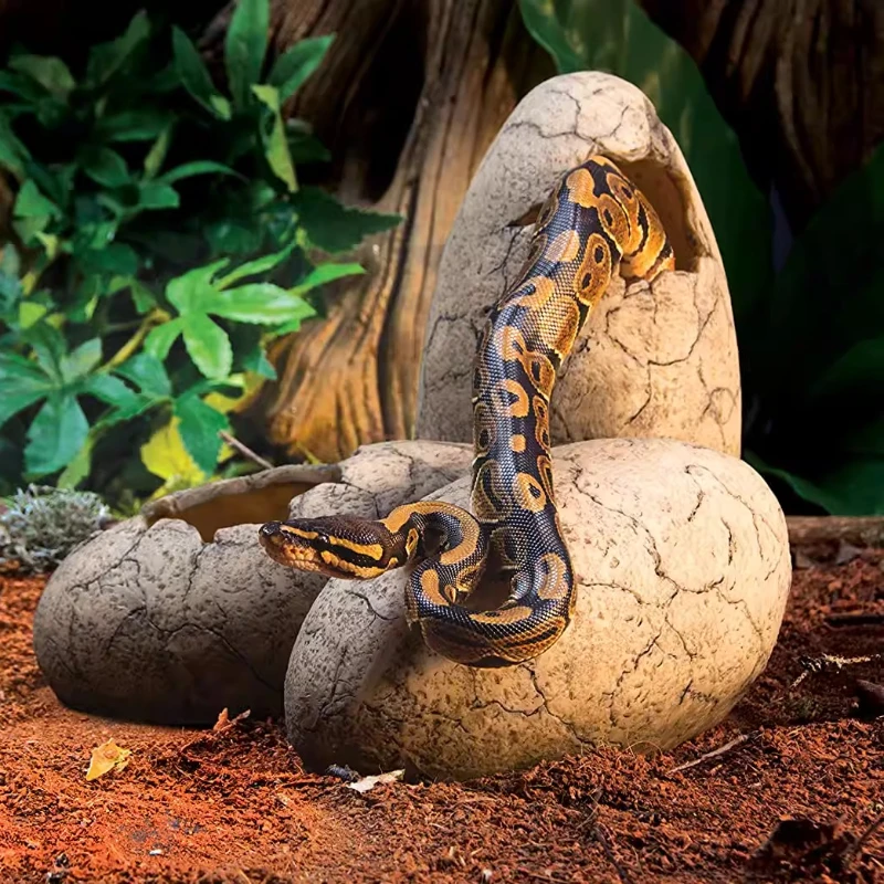 ‌ مخبأ بيضة الديناصور للزواحف، موئل الاختراق الإبداعي بتصميم المتاهة، التنين الملتحي وتررم الفهد أبو بريص