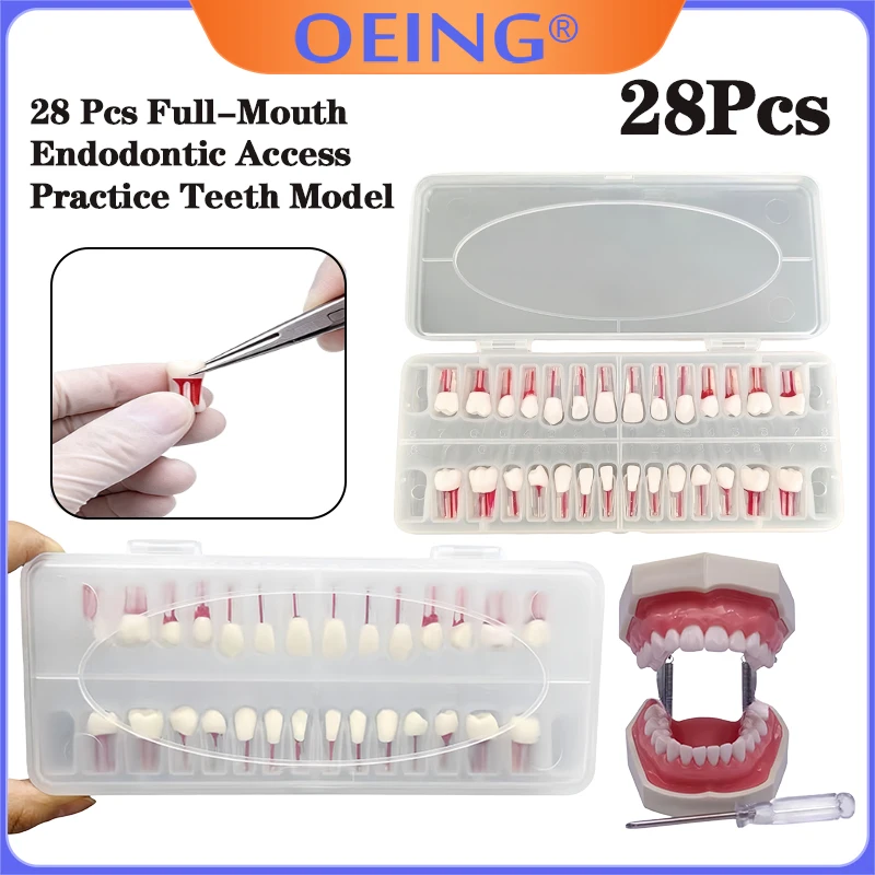 28pcs Dental Endodontic Teeth Model Full Mouth Root Canal Practice Study Model Study Endo Student Training Study Resin Replace