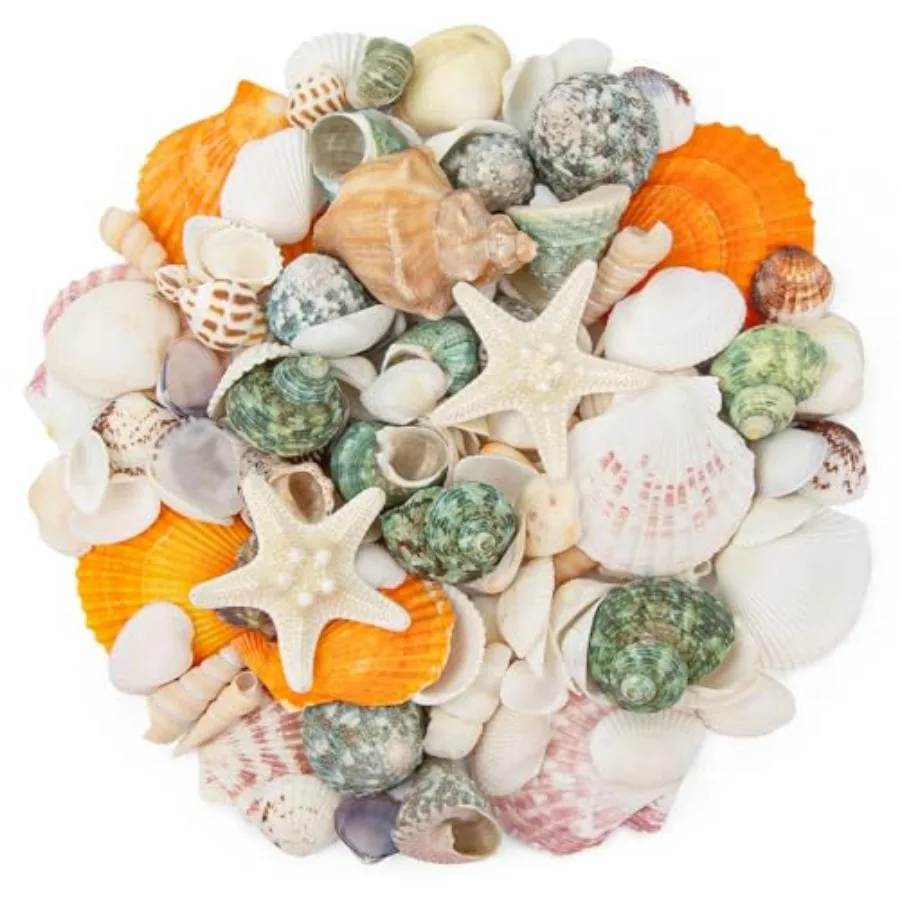 

Natural Sea Shell Mixed Ocean Shells Set - 0.8"-2.5" Various Sizes Seashell Conch Shells and Starfish for Beach Themed Decor, D