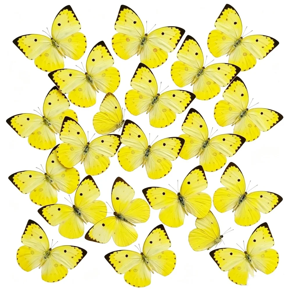 6-100pcs natural Real Butterflies Specimen (Catopsilia pomona）Artwork Material Home Decoration DIY