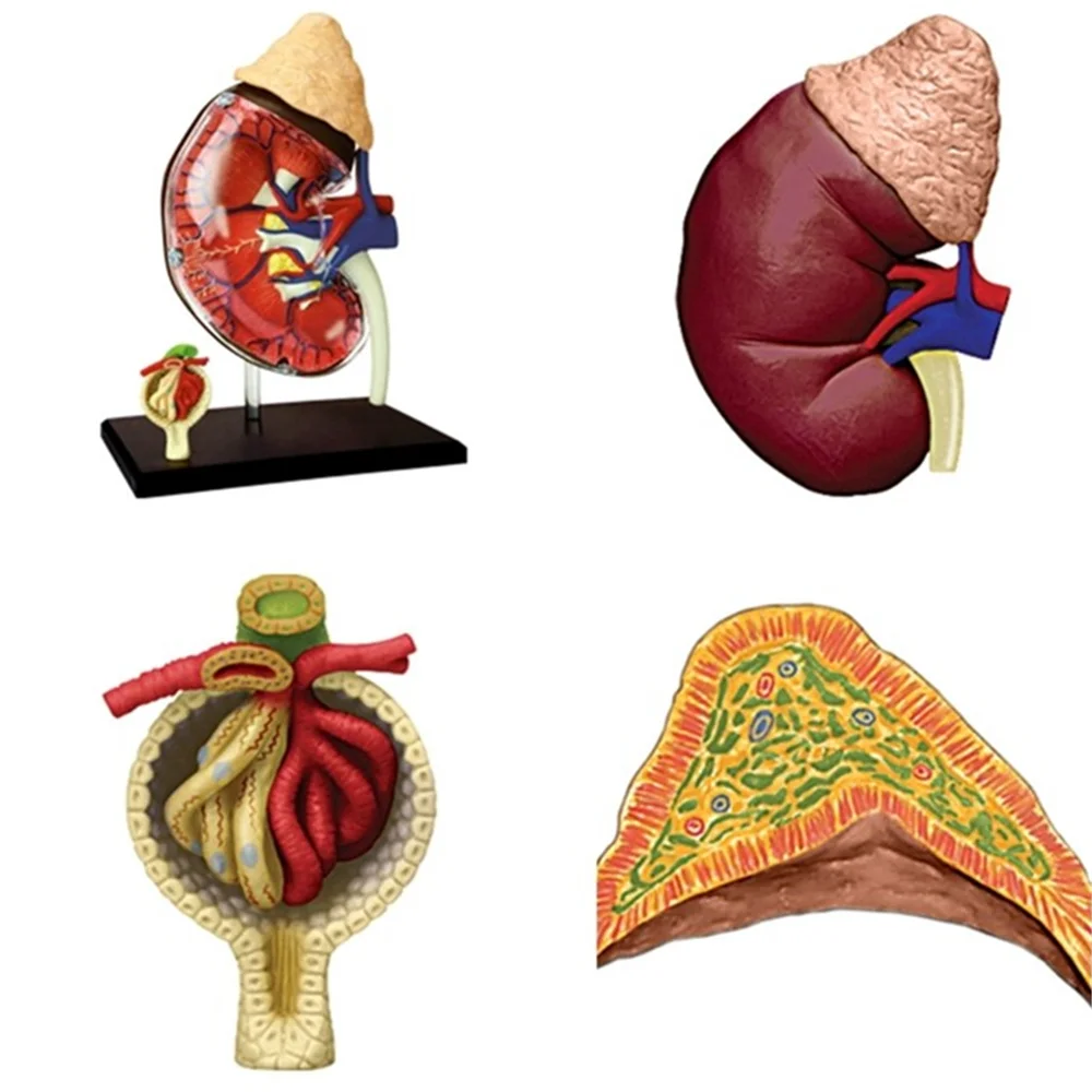 

Mini 1:3 Kidney assembly model Assembled Human Anatomy Model 13pcs Gift for Children
