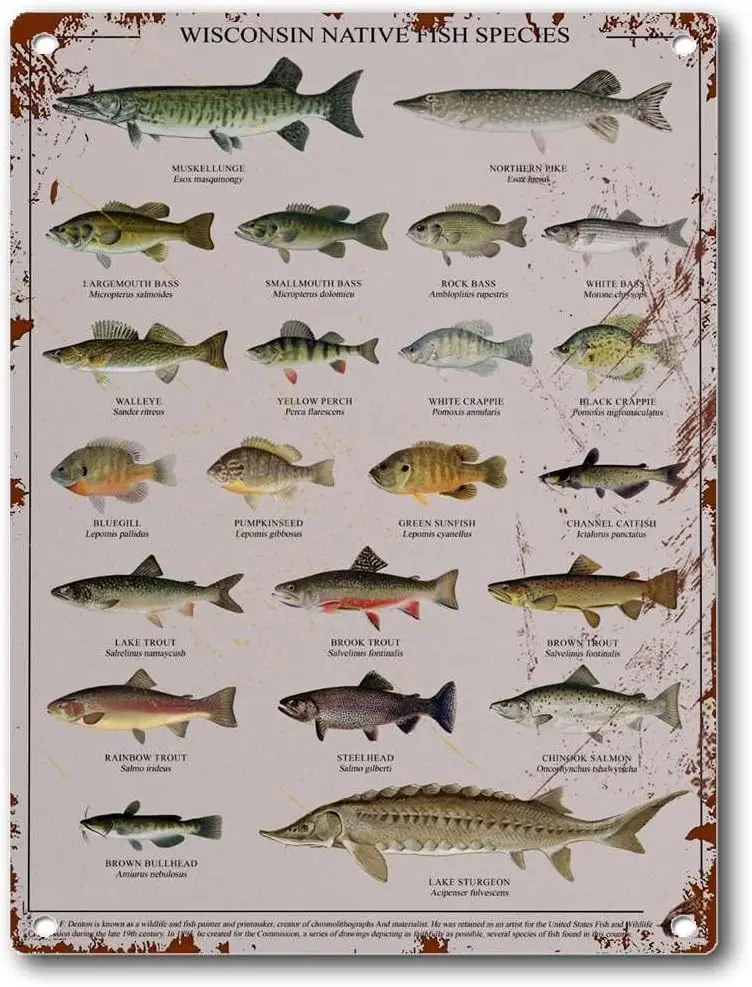 Tin Sign Native Fish of Wisconsin Fish Wall Art of Wisconsin Fish Recognition Wall Decoration Tin Sign Street Garage Cafe Bar Fa