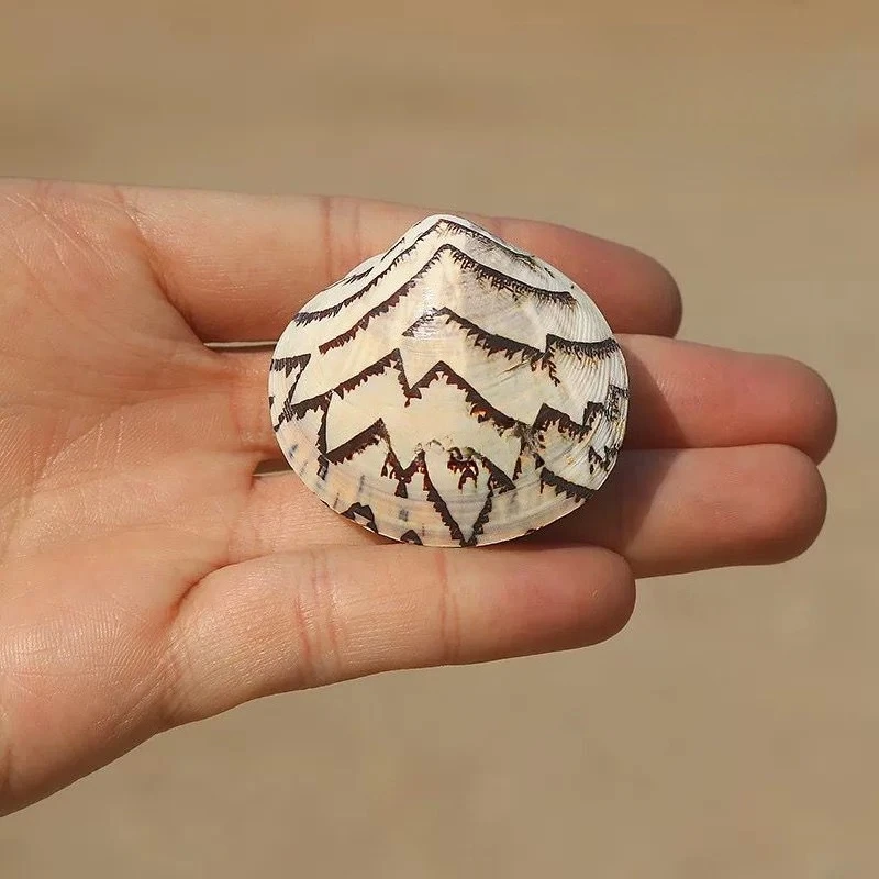 New Natural Conch Shell Xiufeng Clam Rare Specimen Snail Collection Fish Tank Aquarium Landscaping Home Decoration No Staining