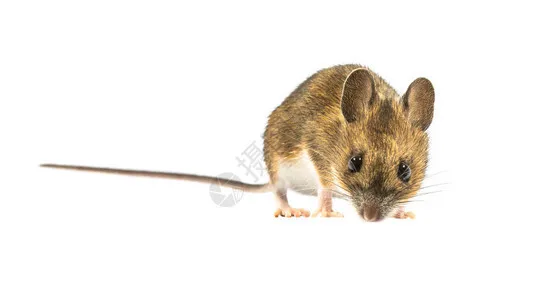 

4 шт. бутилкаучуковых шин 120*44 мм для бездорожья, 1.9-дюймовые колесные шины для радиоуправляемых краулеров 1/10 Axial Trx4