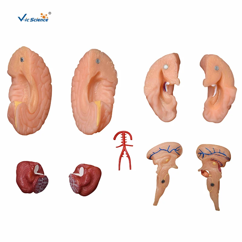 New Style Brain Model 9 Parts Human Teaching Brain Mantle Function Position Head Brain Anatomy Model