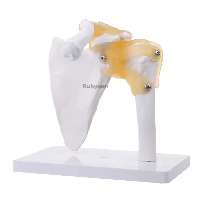 Anatomy Functional Life Size Human Skeleton Shoulder Joint Bone Muscle Medical Anatomical Model For Teaching Study Tool